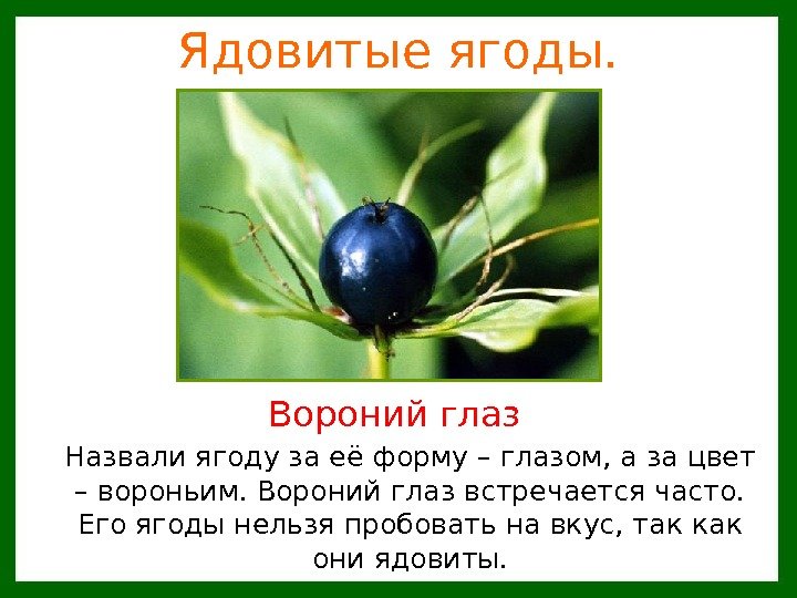   Ядовитые ягоды. Назвали ягоду за её форму – глазом, а за цвет