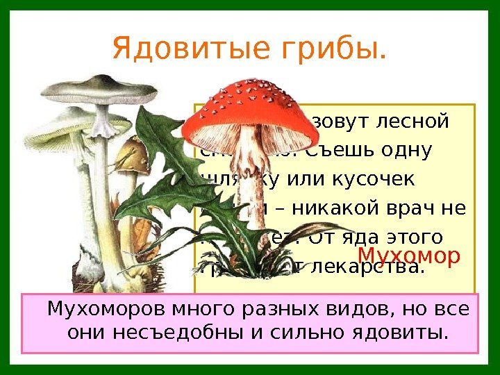   Ядовитые грибы. Этот гриб зовут лесной смертью. Съешь одну шляпку или кусочек