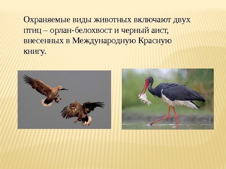 Охраняемыевидыживотныхвключаютдвух птиц–орлан-белохвостичерныйаист, внесенныхв. Международную. Красную книгу. 