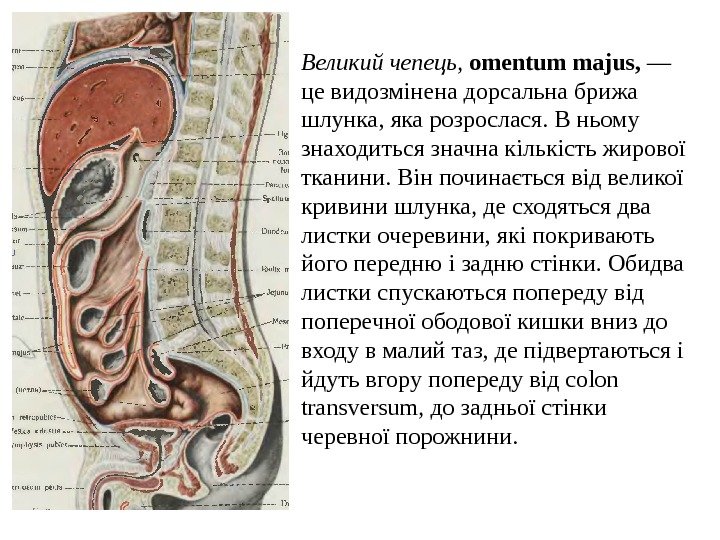 Великий чепець ,  omentum  majus ,  — це видозм i нена