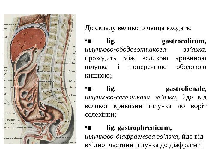 До складу великого чепця входять:  • ■ lig.  gastrocolicum,  шлунково -