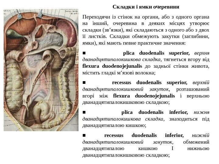 Складки i ямки очеревини Переходячи iз стiнок на органи,  або з одного органа