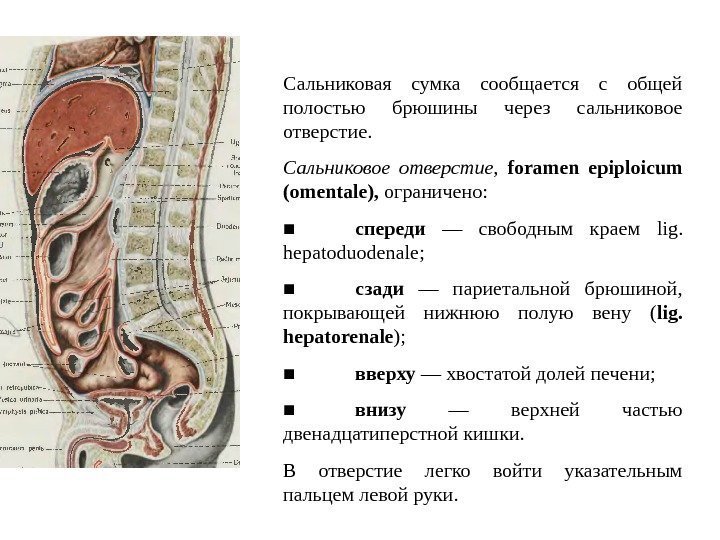 Сальниковая сумка сообщается с общей полостью брюшины через сальниковое отверстие. Сальниковое отверстие,  foramen