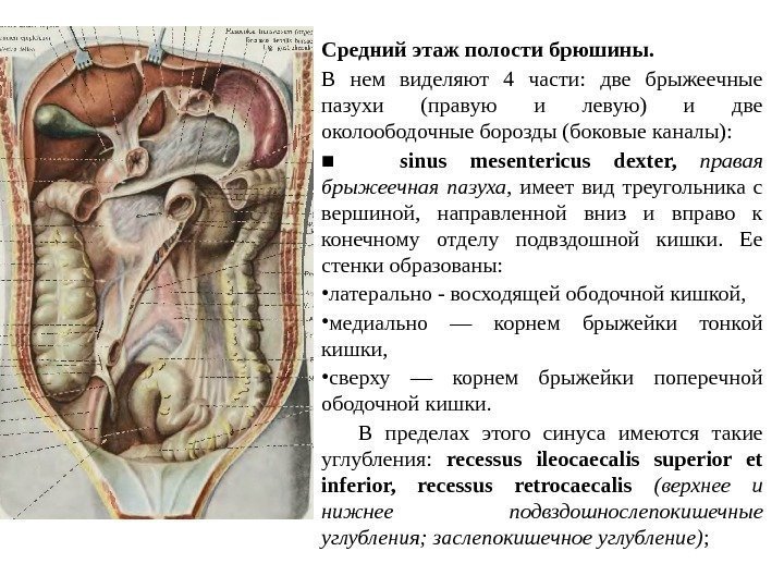 Средний этаж полости брюшины.  В нем виделяют 4 части:  две брыжеечные пазухи