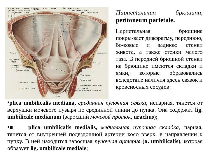 Париетальная брюшина ,  р eritoneum  parietale.  Париетальная брюшина покры-вает диафрагму, переднюю,