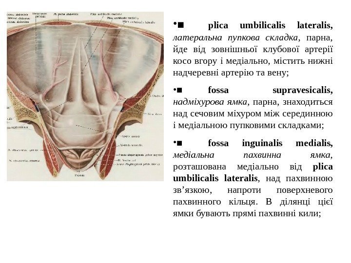  • ■ plica  umbilicalis  lateralis ,  латеральна пупкова складка ,