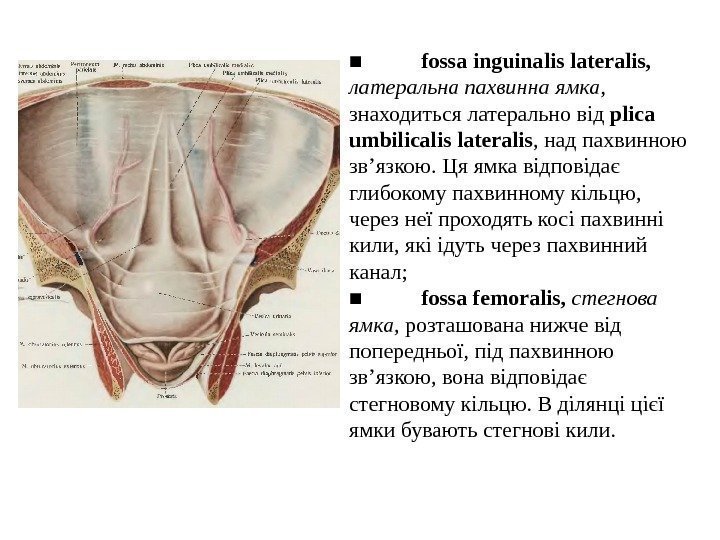 ■ fossa  inguinalis  lateralis ,  латеральна пахвинна ямка ,  знаходиться