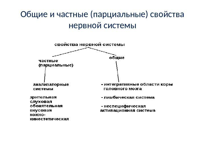 Общие и частные (парциальные) свойства нервной системы 