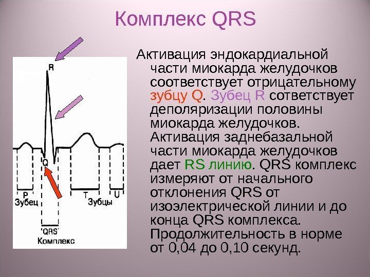 Комплекс QRS Активация эндокардиальной части миокарда желудочков соответствует отрицательному зубцу Q.  Зубец R