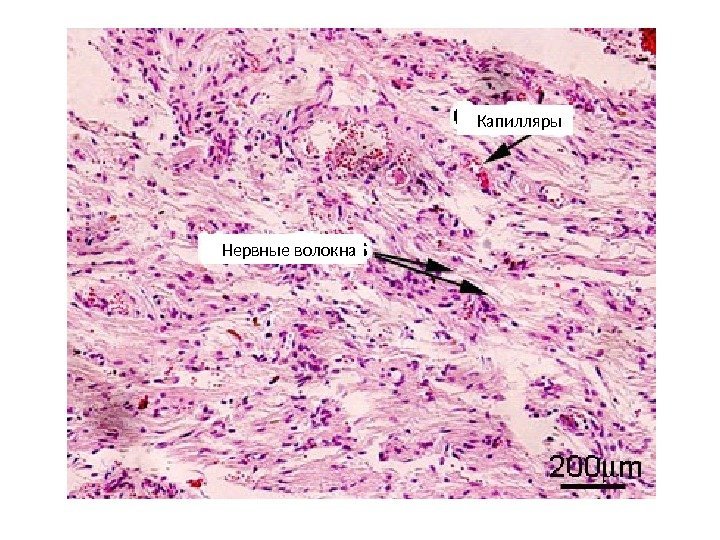 Стенка капилляра гистология