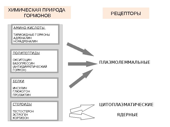 Химическая природа гормонов аминокислотная белковая стероидная заполните схему