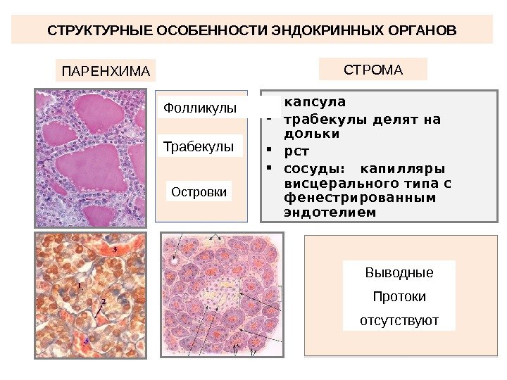 Строение эндокринной системы человека схема