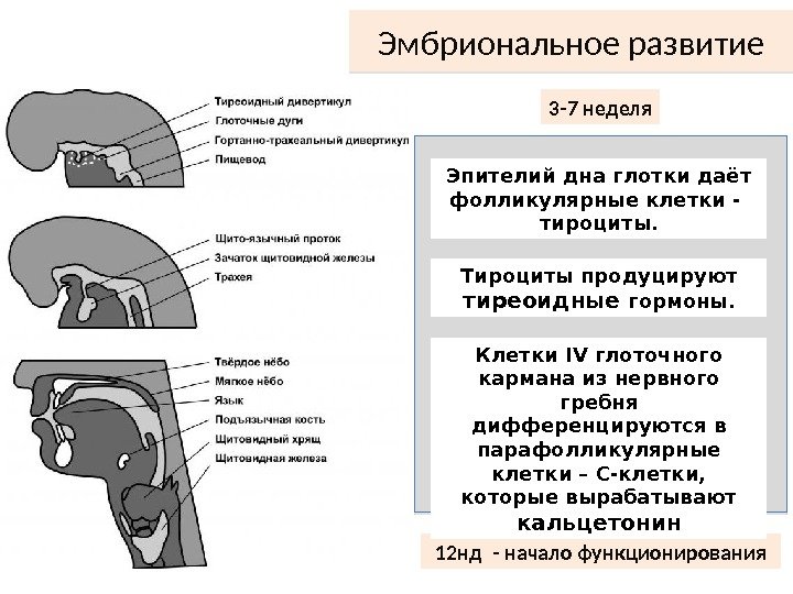 Опишите в виде схемы взаимосвязь эндотелиальной дисфункции с хсн гб тромбозом