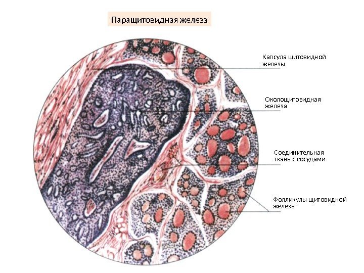 Щитовидная железа гистология рисунок