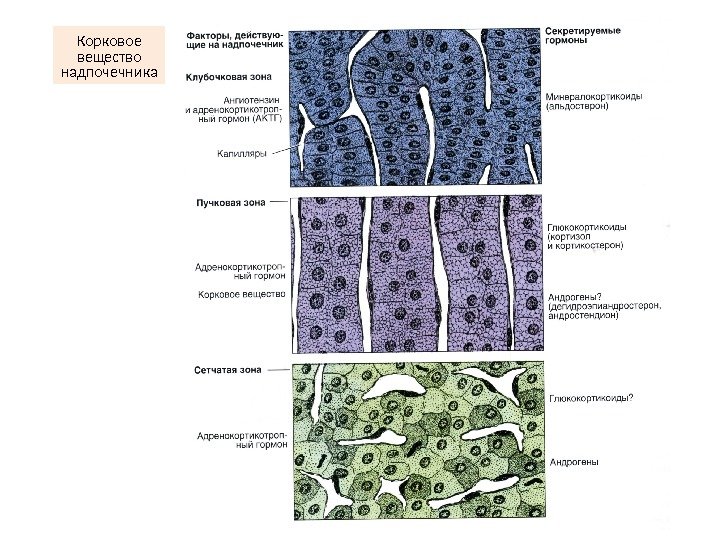 Надпочечник гистология рисунок