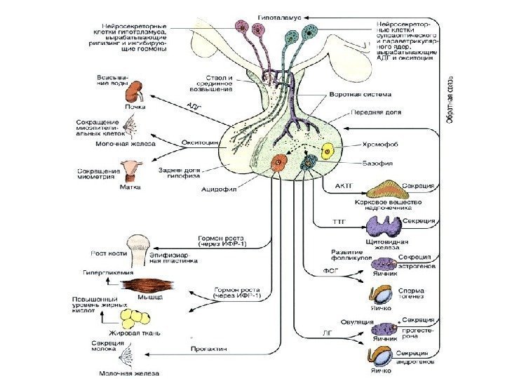 Гипофиз гистология рисунок