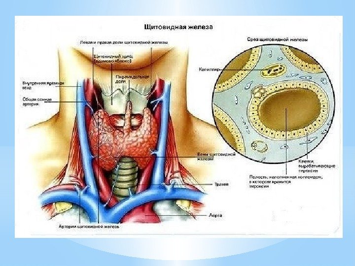 * Щитовидная железа 