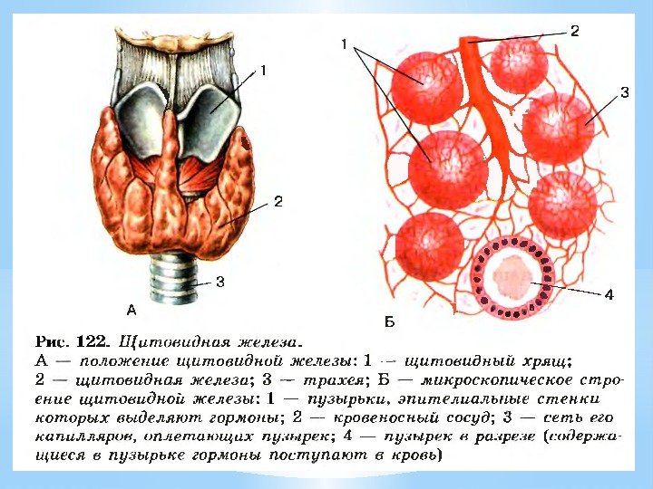 * Щитовидная железа 