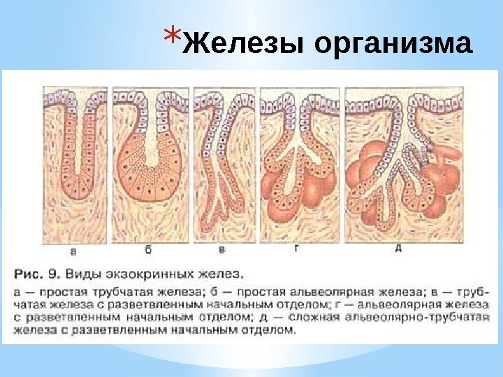 * Железы (лат. glandulae) – паренхиматозные органы,  вырабатывающие секреты (биологически активные вещества), 