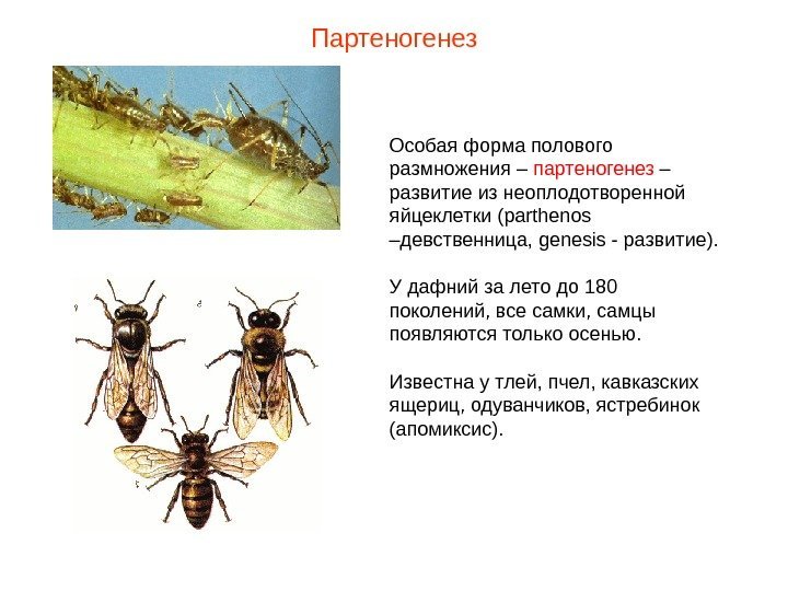 Партеногенез Особая форма полового размножения – партеногенез – развитие из неоплодотворенной яйцеклетки  (