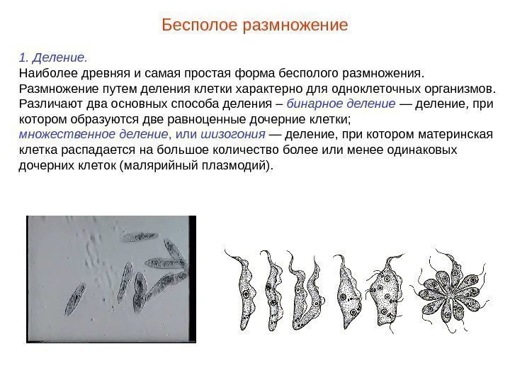 1. Деление.  Наиболее древняя и самая простая форма бесполого размножения.  Размножение путем