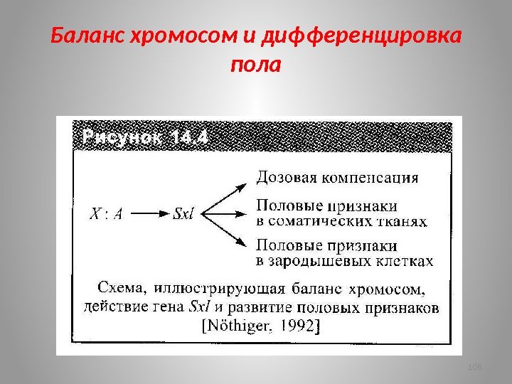 Полом 108