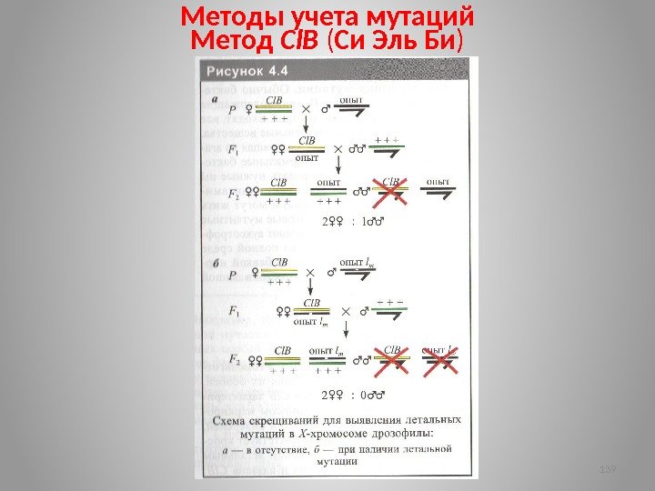 Методы учета мутаций Метод Сl. В ( Си Эль Би ) 139 