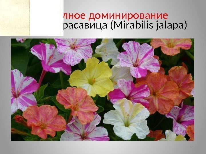 Неполное доминирование Ночная красавица (Mirabilis jalapa) 51 