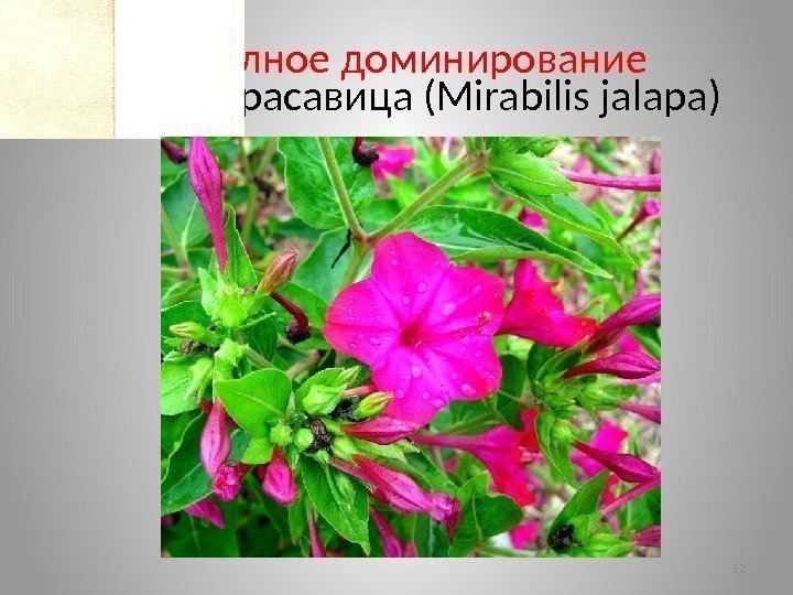 Неполное доминирование Ночная красавица (Mirabilis jalapa) 52 