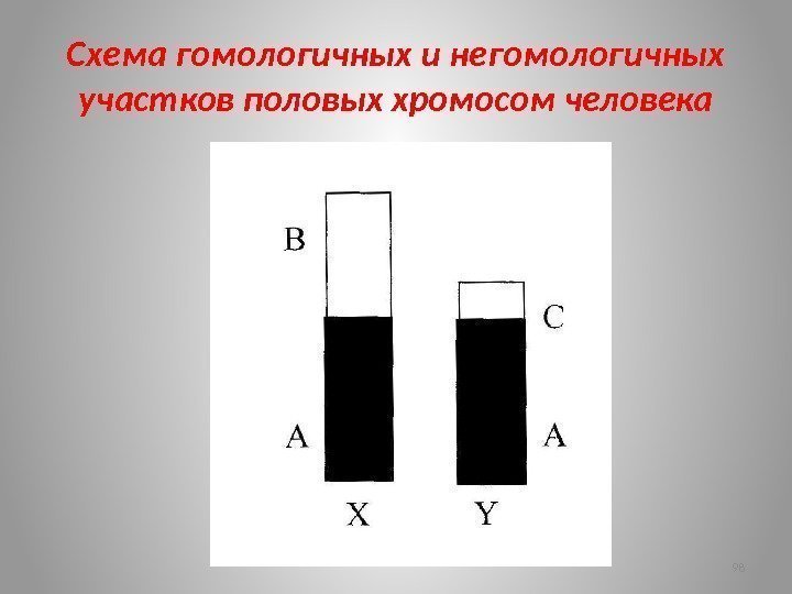 Схема гомологичных и негомологичных участков половых хромосом человека 98 