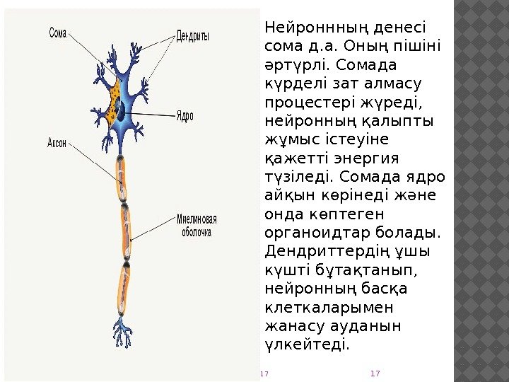 Нейронның құрылысы