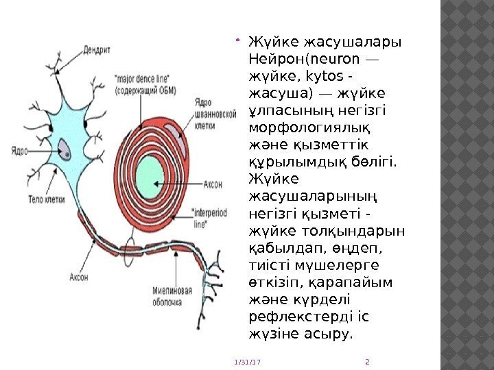  Жүйке жасушалары Нейрон(neuron — жүйке, kytos - жасуша) — жүйке ұлпасының негізгі морфологиялық