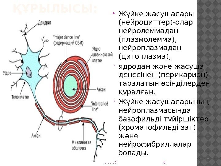 ҚҰРЫЛЫСЫ:  Жүйке жасушалары (нейроциттер)-олар нейролеммадан (плазмолемма),  нейроплазмадан (цитоплазма),  ядродан және жасуша