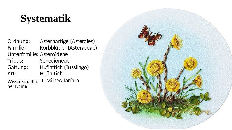 Systematik Ordnung: Asternartige (Asterales) Familie: Korbblütler (Asteraceae) Unterfamilie: Asteroideae Tribus: Senecioneae Gattung: Huflattich (Tussilago)