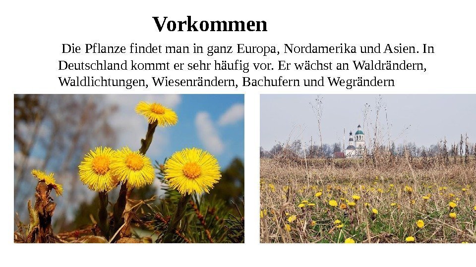Vorkommen  Die Pflanze findet man in ganz Europa, Nordamerika und Asien. In Deutschland