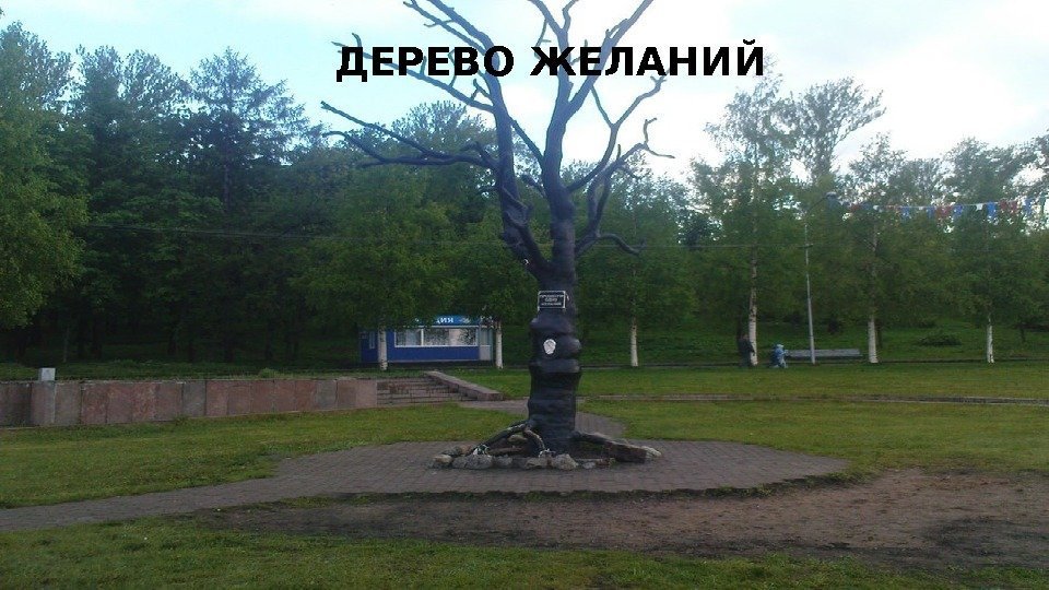 ДЕРЕВО ЖЕЛАНИЙ 