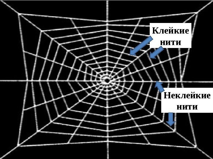 Клейкие нити Неклейкие нити 