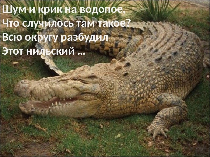 Шум и крик на водопое,  Что случилось там такое?  Всю округу разбудил