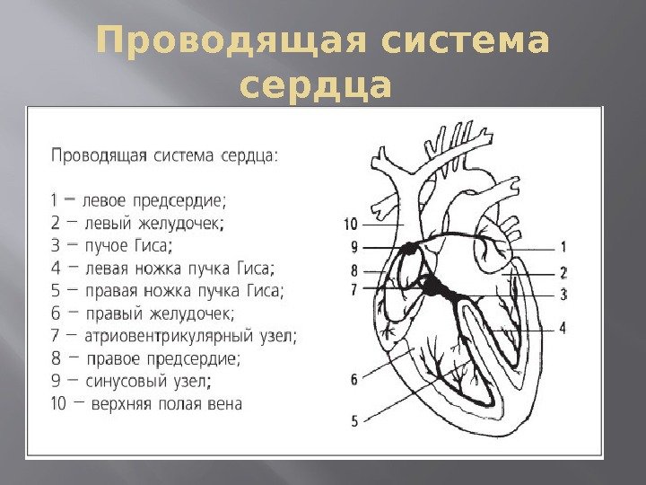 Местоположение проводящий. Анатомические структуры проводящей системы сердца. Схема строения проводящей системы сердца. Пучки проводящей системы сердца. Проводящая система сердца пучок Гиса.
