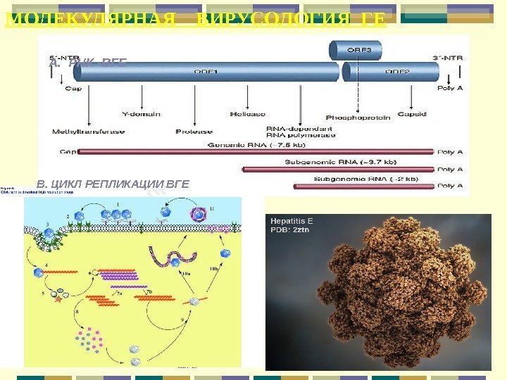 МОЛЕКУЛЯРНАЯ  ВИРУСОЛОГИЯ ГЕ А.  РНК -ВГЕ В. ЦИКЛ РЕПЛИКАЦИИ ВГЕ 