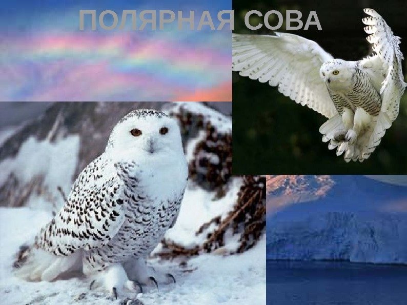 ПОЛЯРНАЯ СОВА 