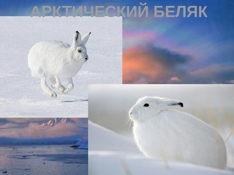 АРКТИЧЕСКИЙ БЕЛЯК 