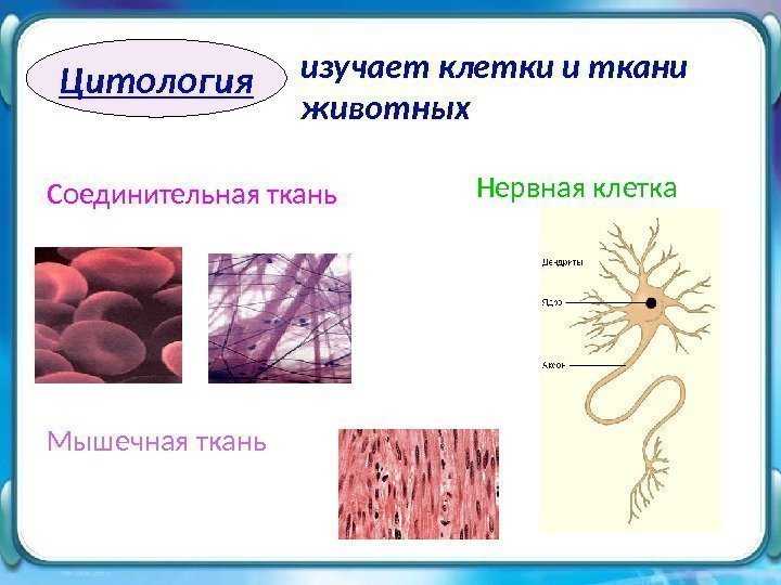 Цитология Соединительная ткань Мышечная ткань изучает клетки и ткани животных Нервная клетка 