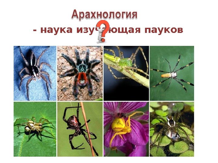 - наука изучающая пауков 