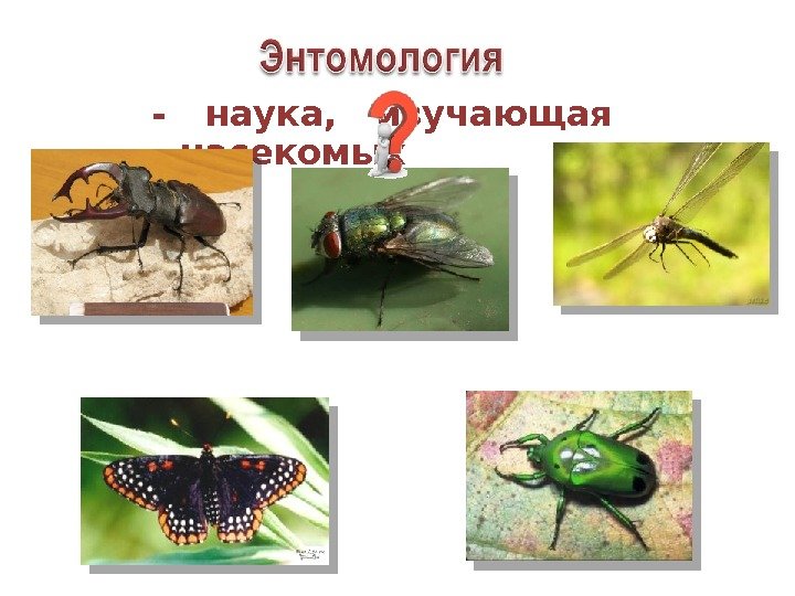 - наука,  изучающая насекомых 