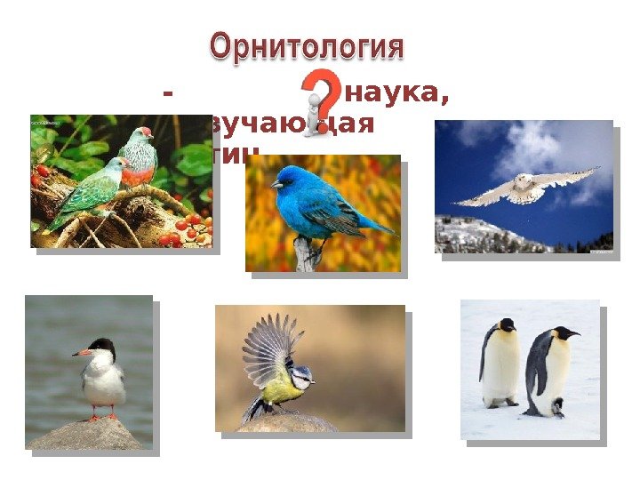 - наука,  изучающая птиц  