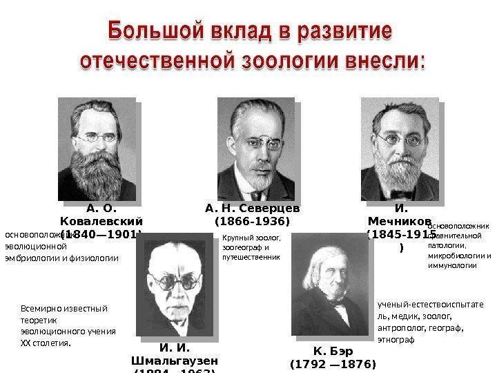  И.  Мечников (1845 -1915 )А. О.  Ковалевский (1840— 1901) А. Н.