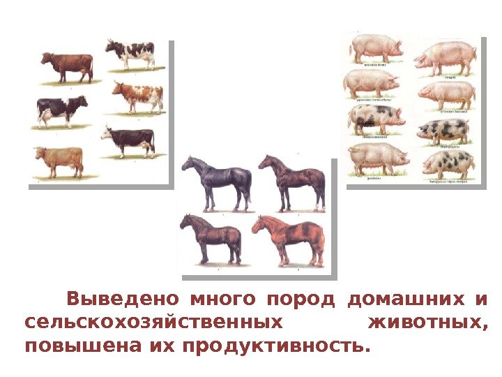   Выведено много пород домашних и сельскохозяйственных животных,  повышена их продуктивность. 