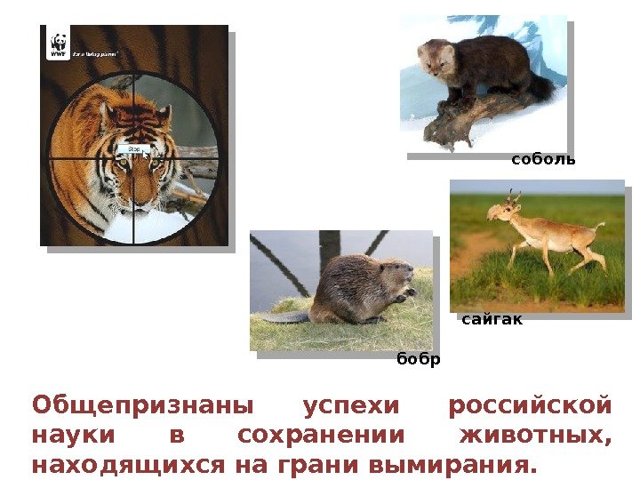 Общепризнаны успехи российской науки в сохранении животных,  находящихся на грани вымирания. соболь сайгак