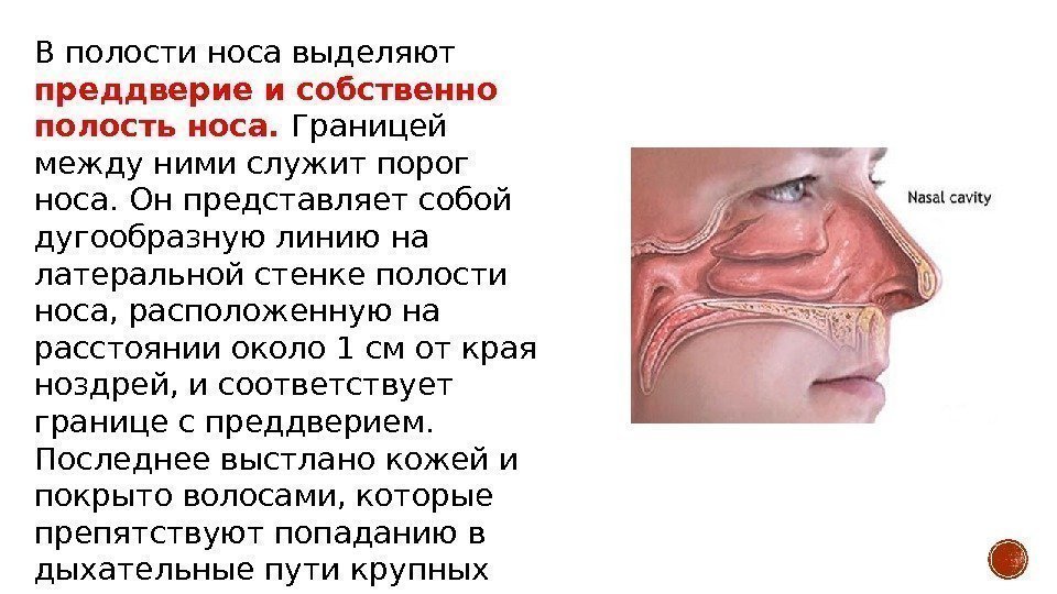 В полости носа выделяют преддверие и собственно полость носа.  Границей между ними служит